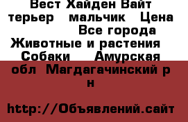 Вест Хайден Вайт терьер - мальчик › Цена ­ 35 000 - Все города Животные и растения » Собаки   . Амурская обл.,Магдагачинский р-н